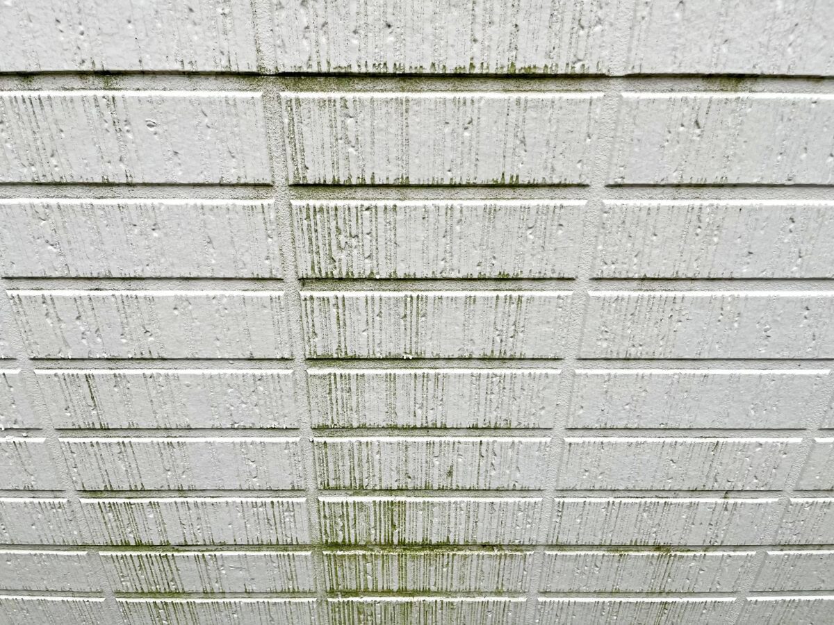 外壁にカビやコケが発生