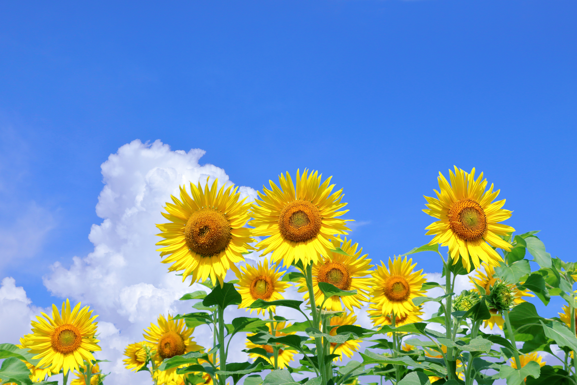 夏の空とひまわり